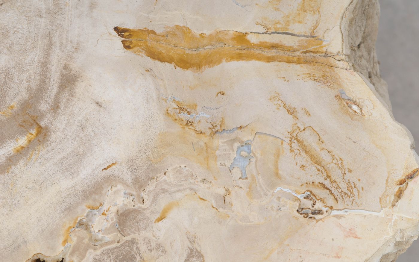 Lastra per tavolino in legno fossile - 53333