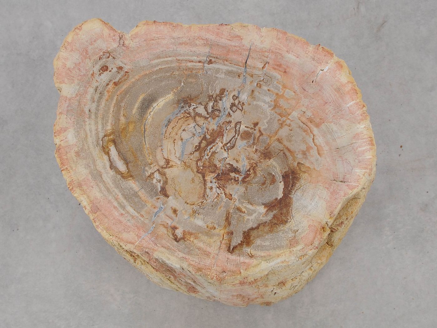 Tavolino tronco in legno pietrificato - 51036 - Esotika