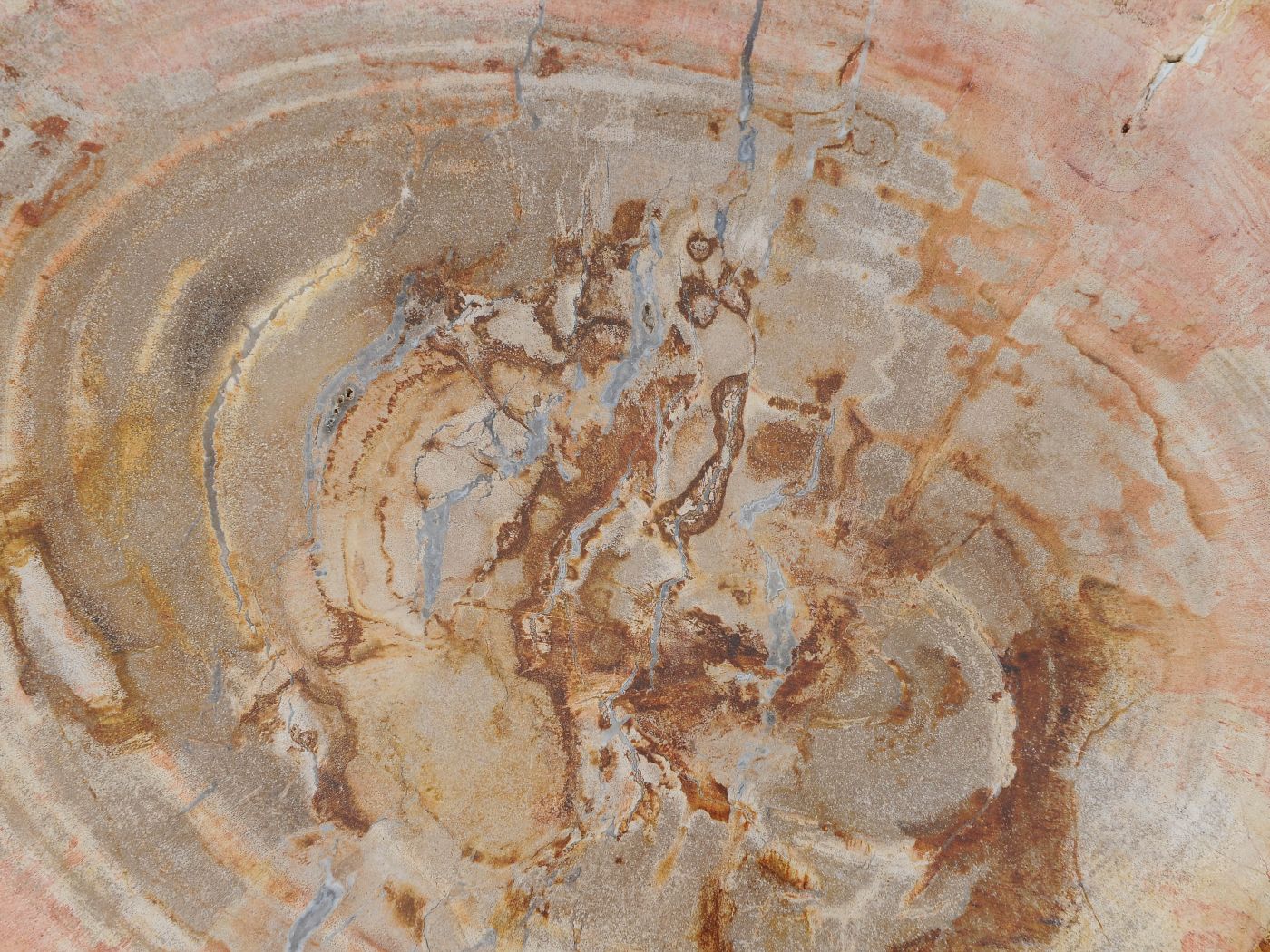 Tavolino tronco in legno pietrificato - 51036 - Esotika