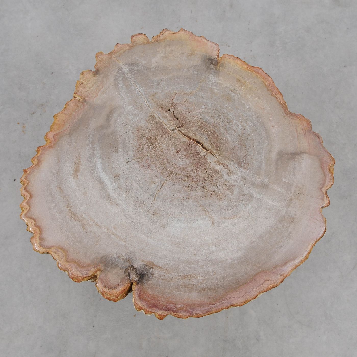 Tavolino tronco in legno pietrificato - 51048 - Esotika