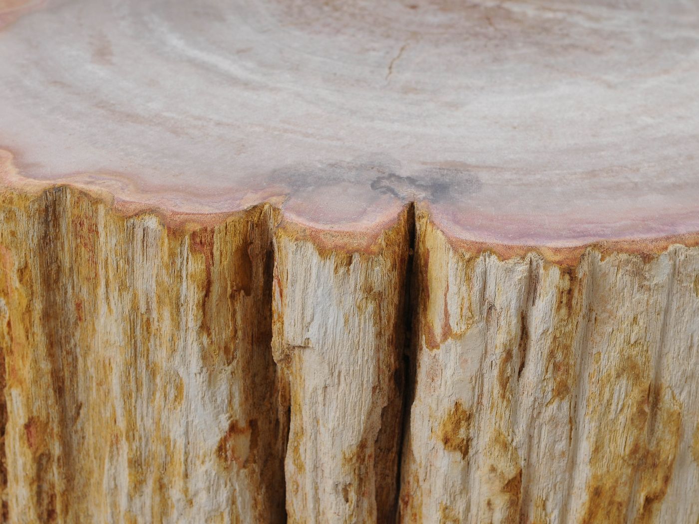 Tavolino tronco in legno pietrificato - 51048 - Esotika