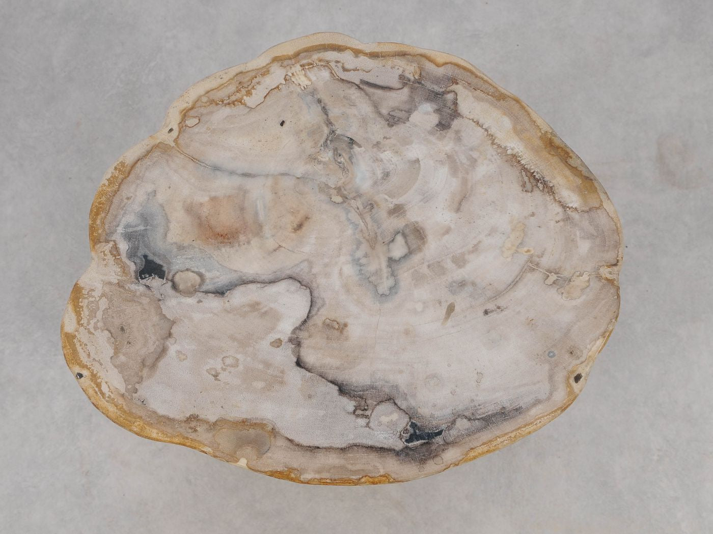 Tavolino tronco in legno pietrificato - 51326 - Esotika