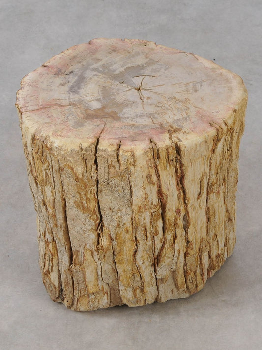 Tavolino tronco in legno pietrificato - 53040 - Esotika