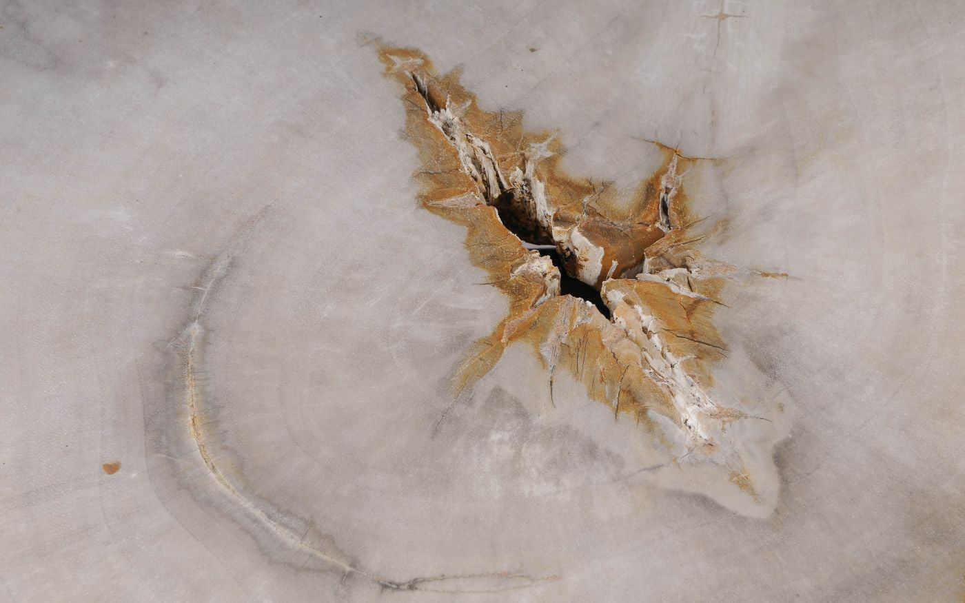 Lastra per tavolo in legno fossile - 53213