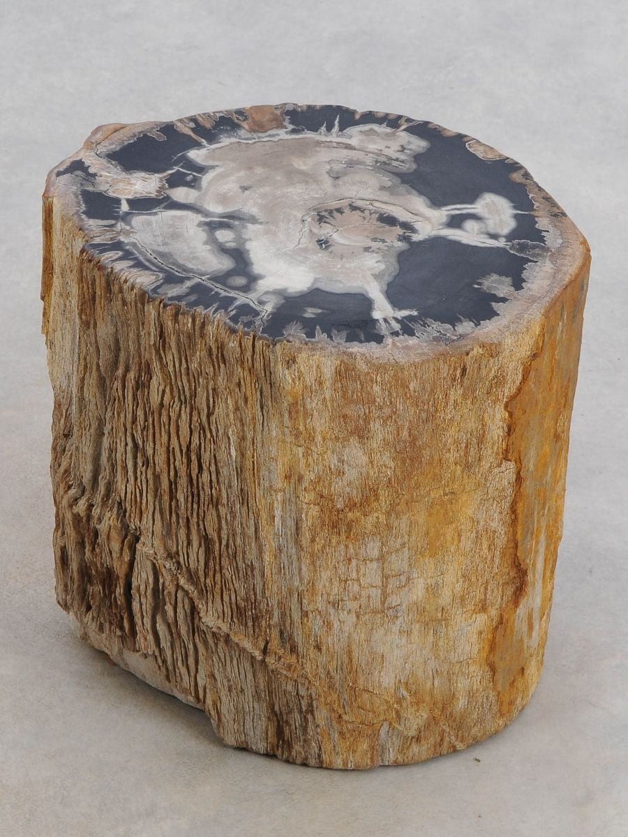 Tavolino tronco in legno pietrificato - 48039