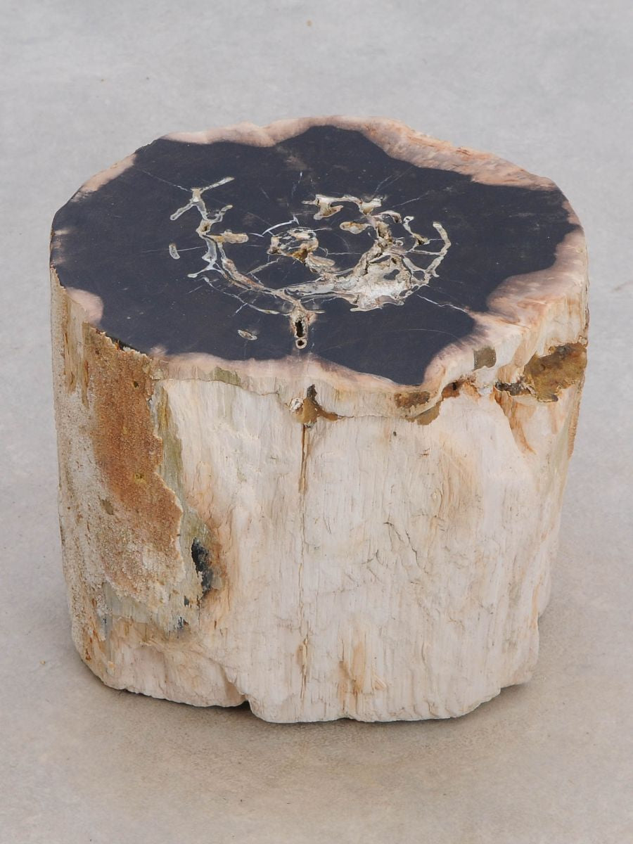 Tavolino tronco in legno pietrificato - 48049