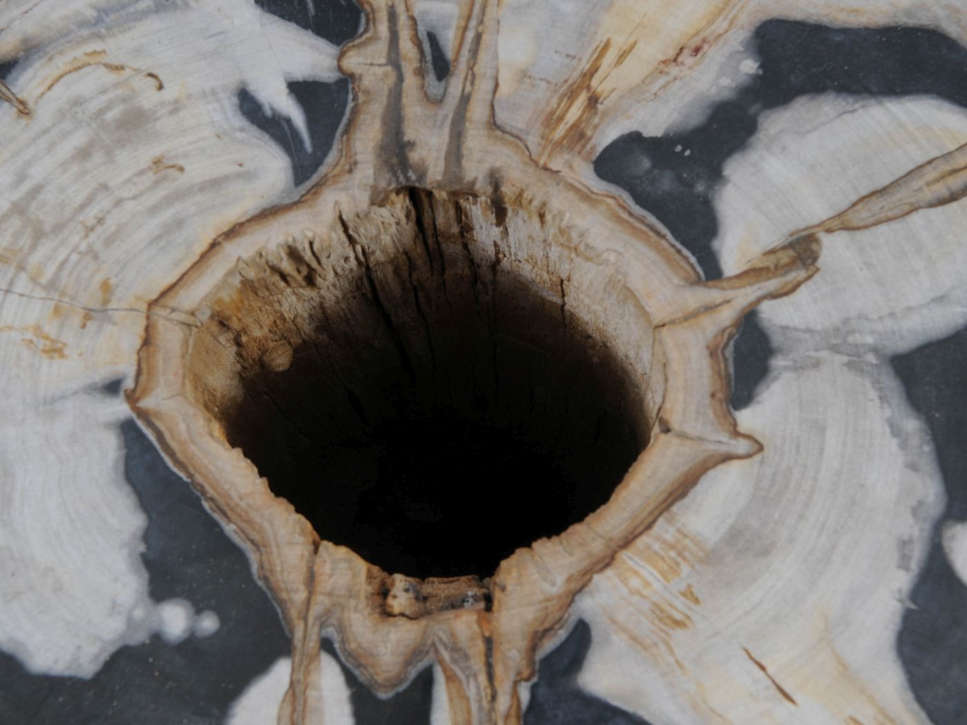 Tavolino tronco in legno pietrificato - 51325