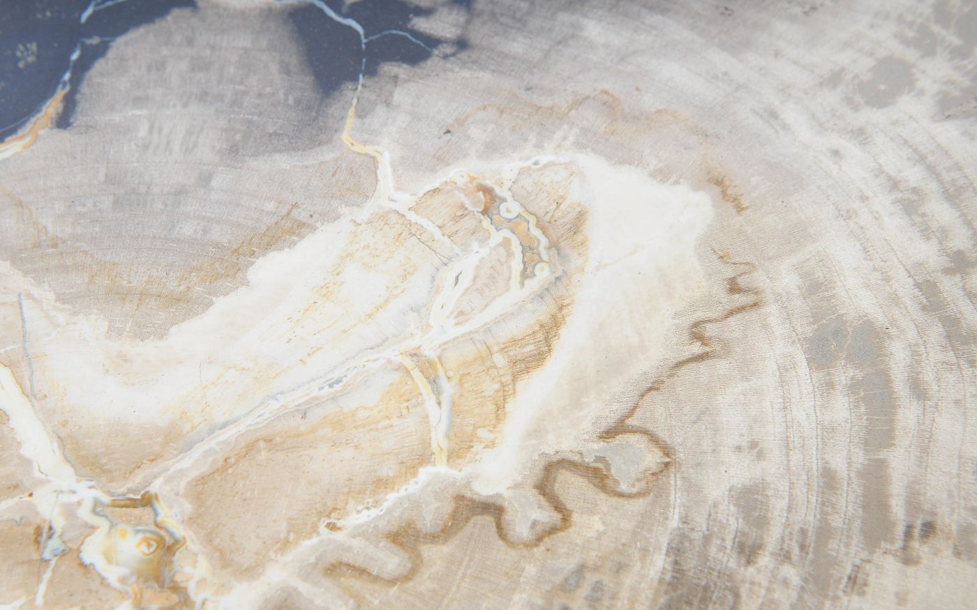 Lastra per tavolino in legno fossile - 51213