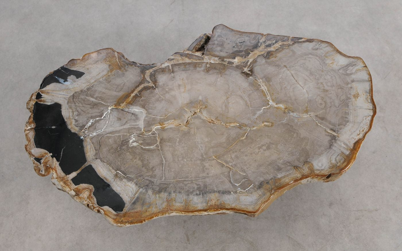 Tavolino caffé in legno pietrificato - 57266 - Esotika