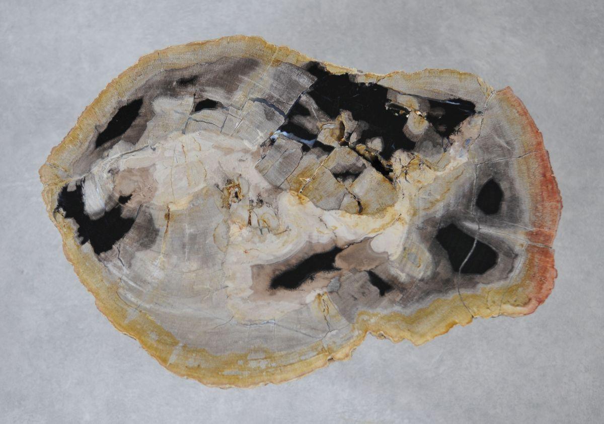 Tavolino caffè in legno pietrificato - 36221 - Esotika