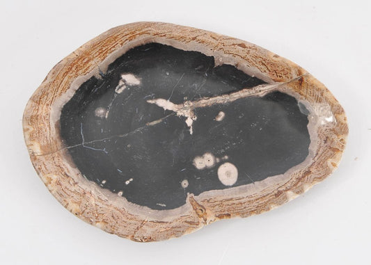 Ciotola in legno pietrificato - 43108