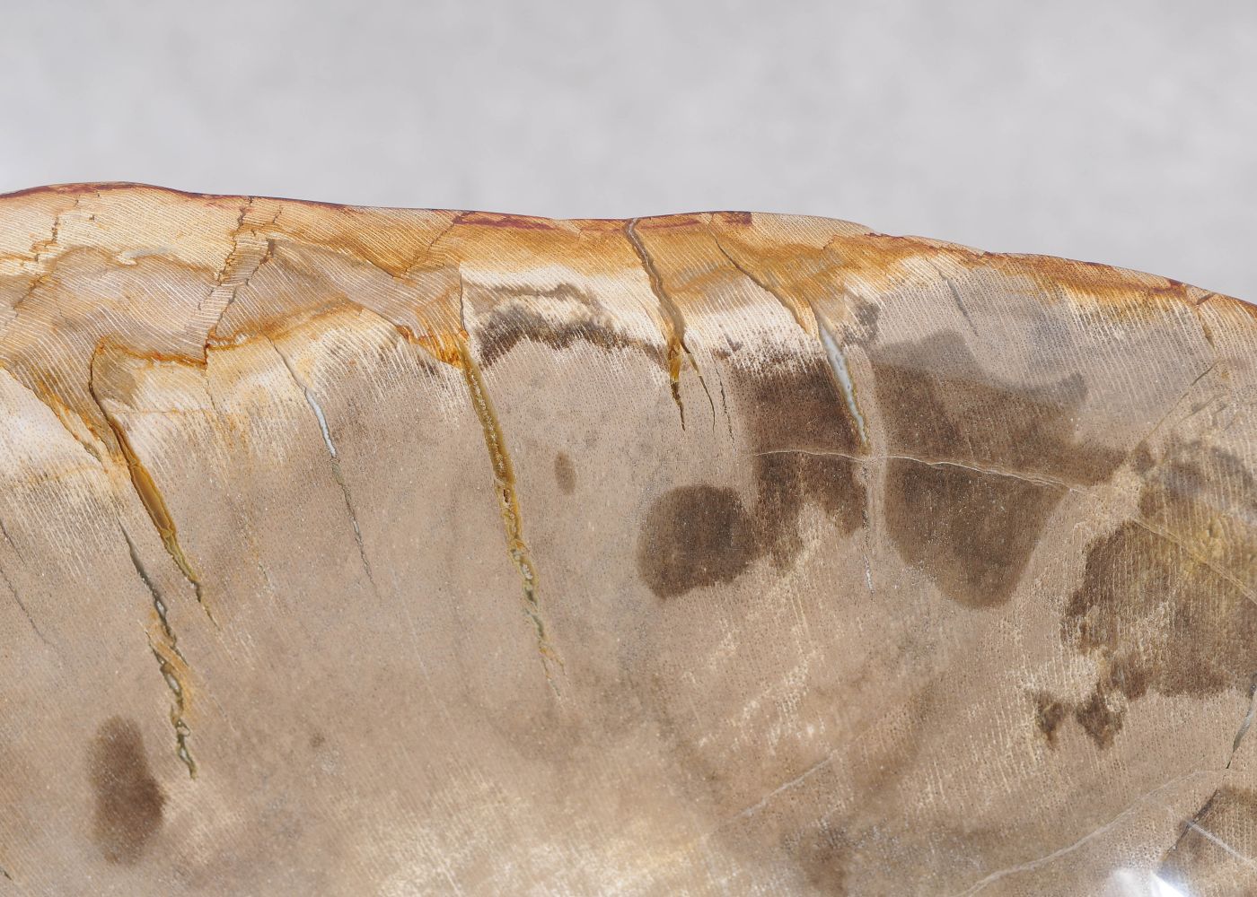 Ciotola in legno pietrificato - 57003