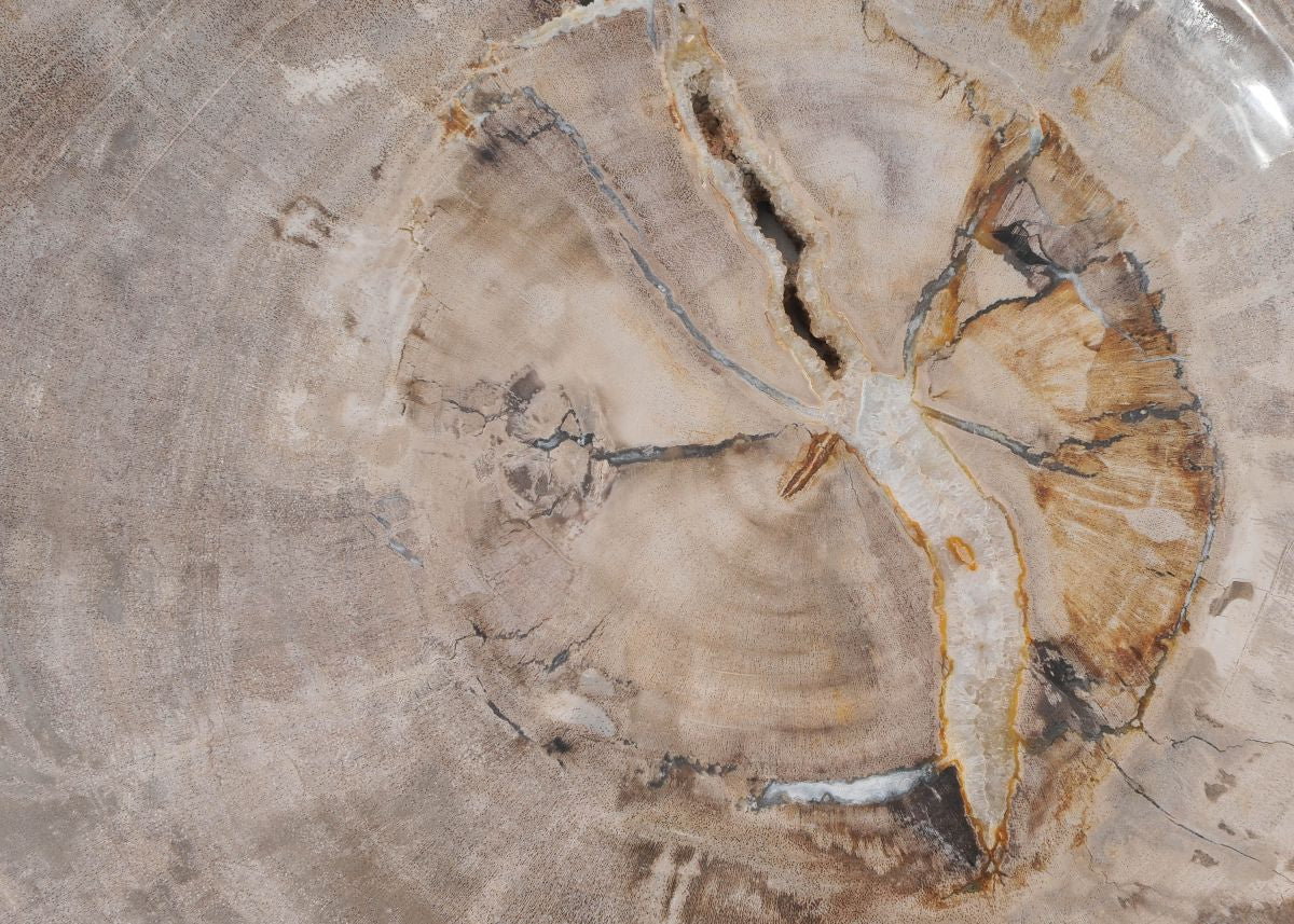 Piatto in legno fossile - 43071J