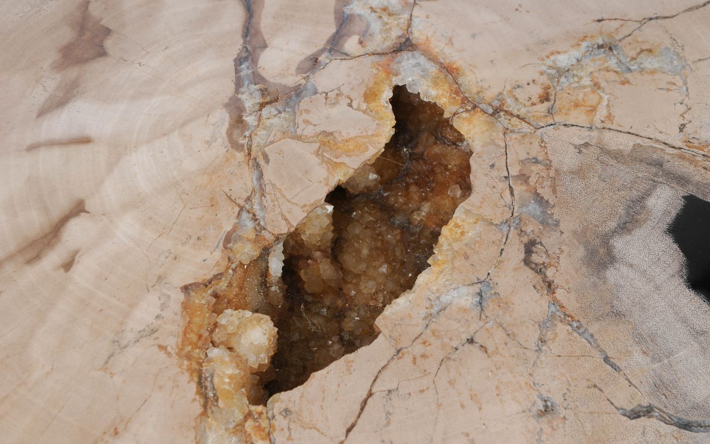 Lastra per tavolino in legno fossile - 55147