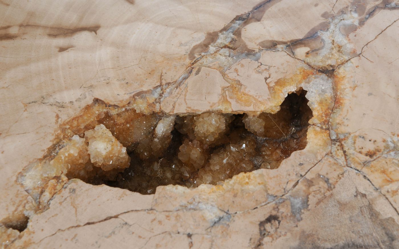 Lastra per tavolino in legno fossile - 55147