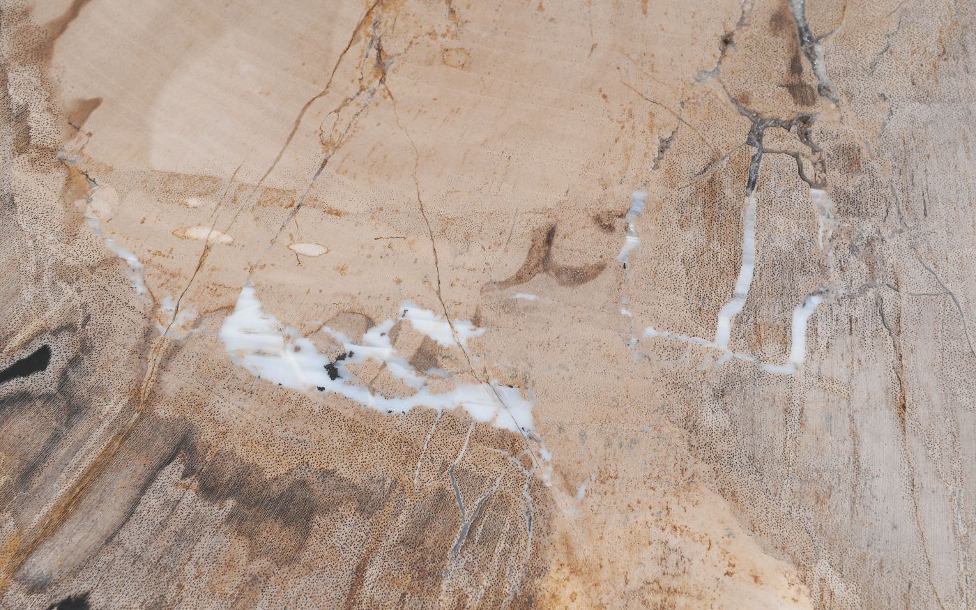 Lastra per tavolino in legno fossile - 55147