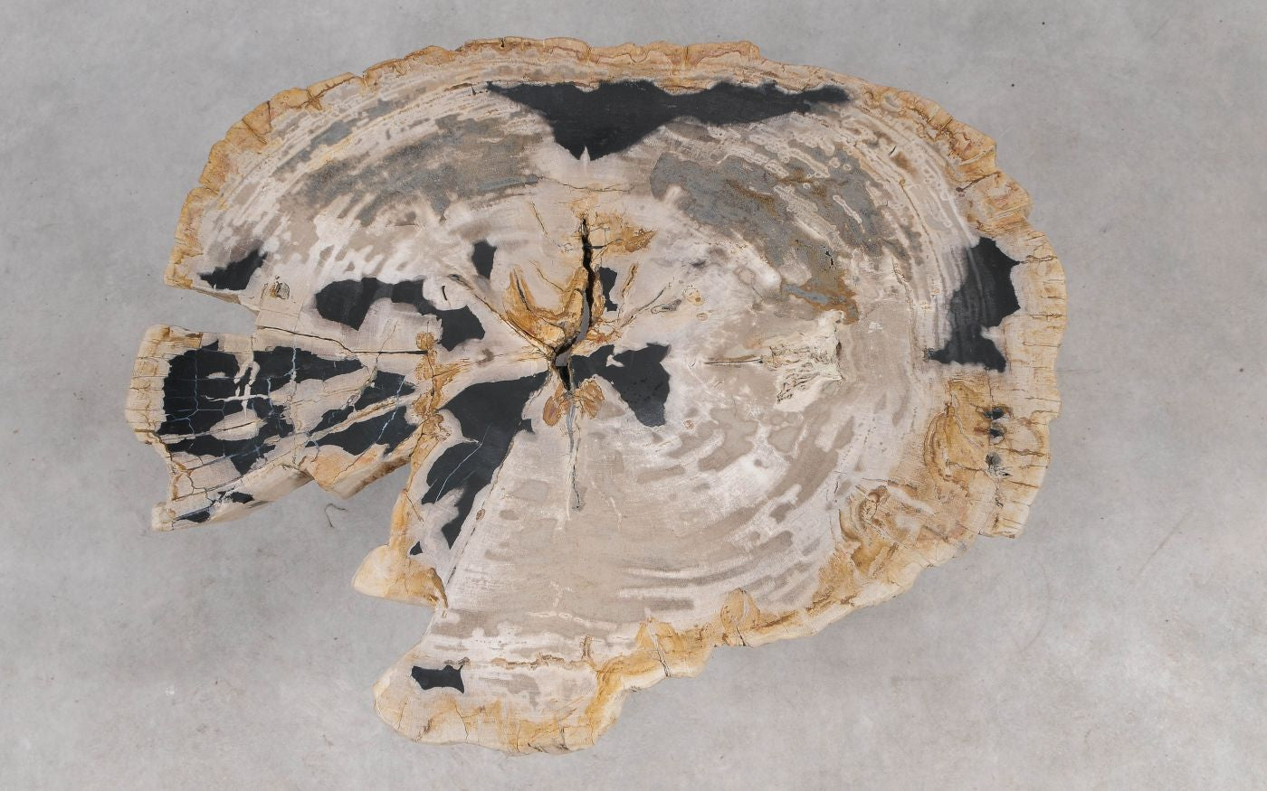 Lastra per tavolino in legno fossile - 55289