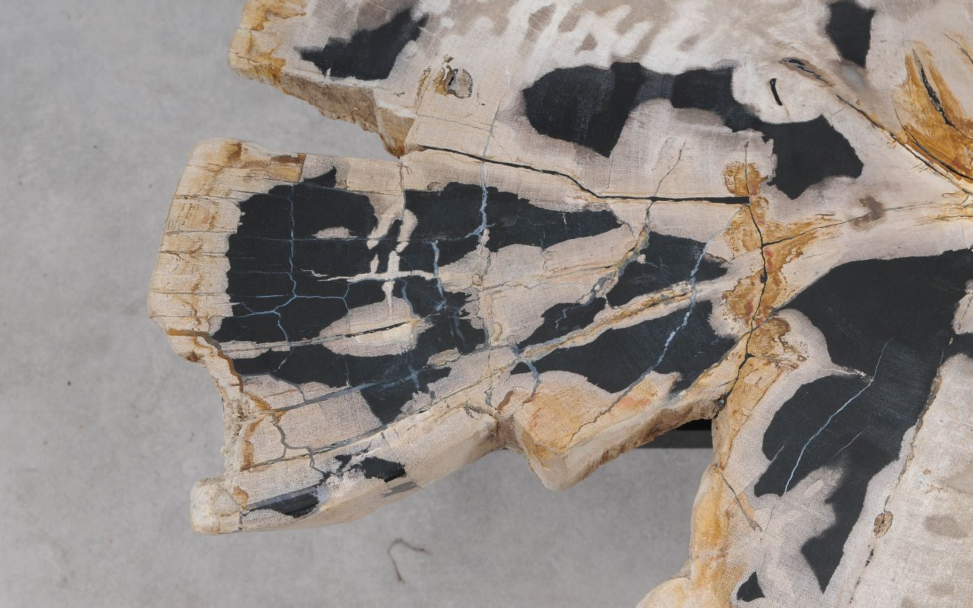 Lastra per tavolino in legno fossile - 55289