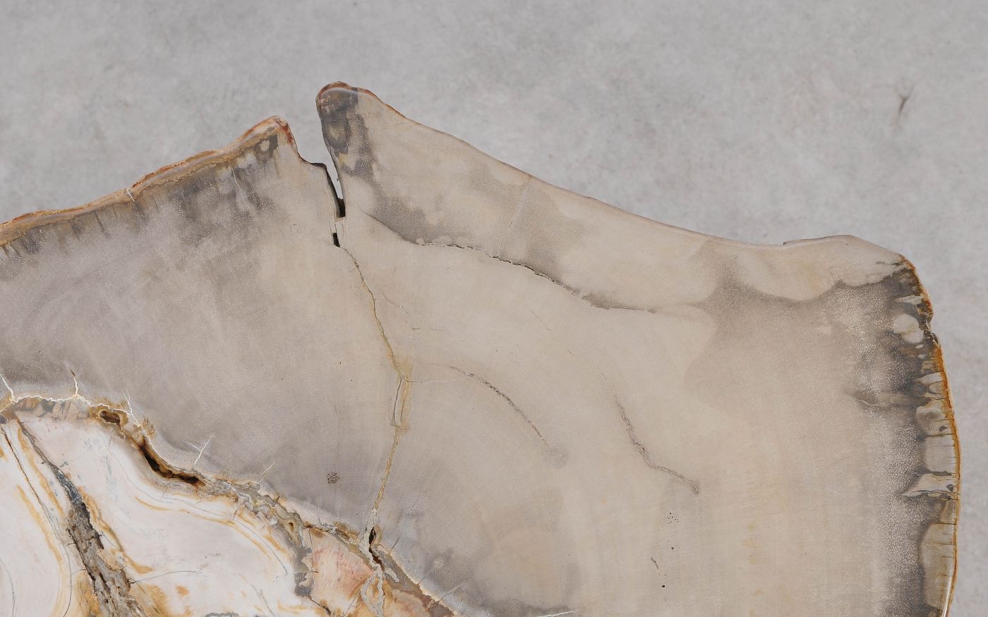 Lastra per tavolino in legno fossile - 60324