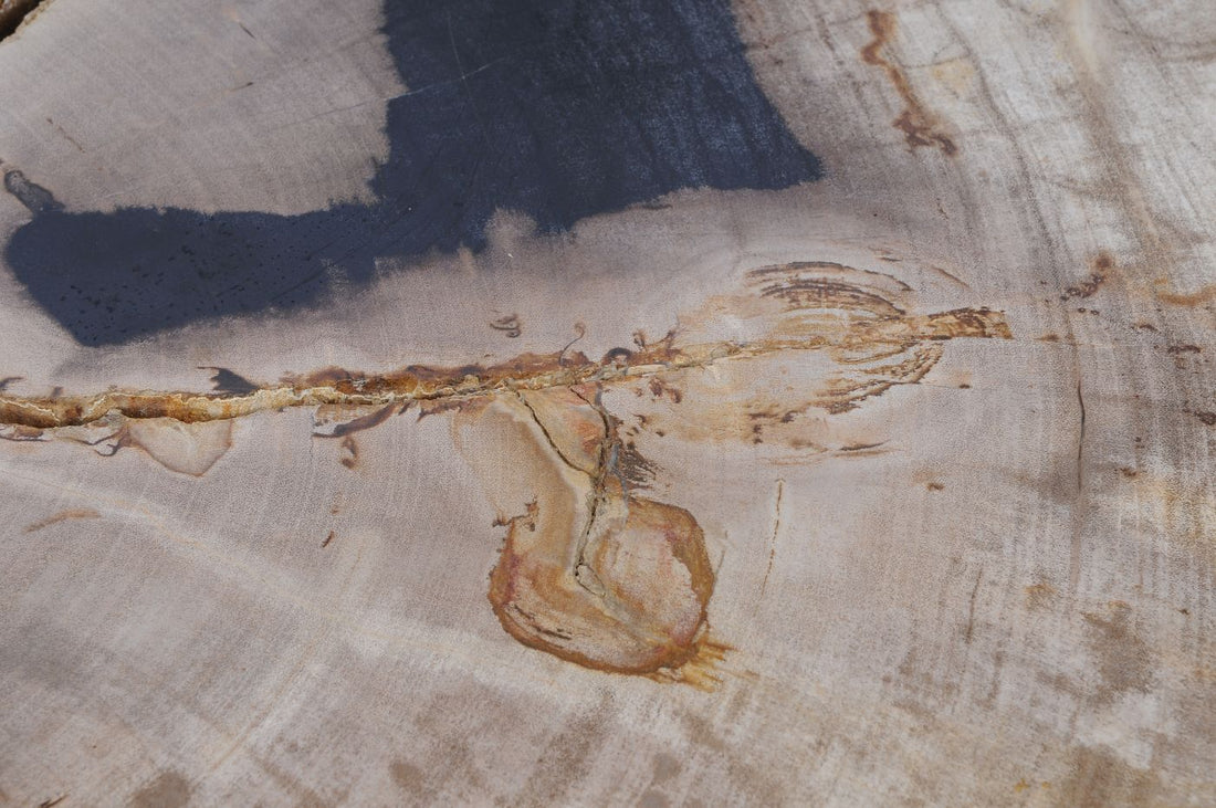 Oggetti e Complementi in Legno Fossile: Il Design Naturale Firmato Esotika