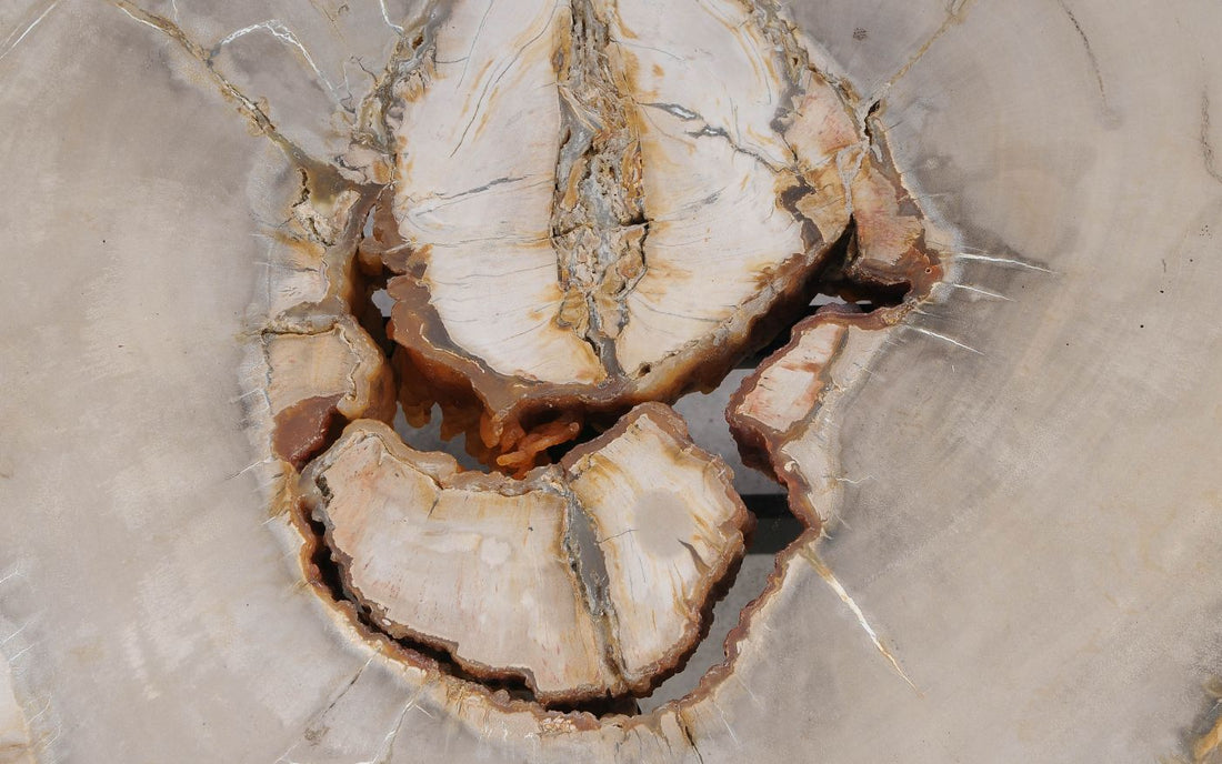 Guida al Riconoscimento del Legno Pietrificato Autentico