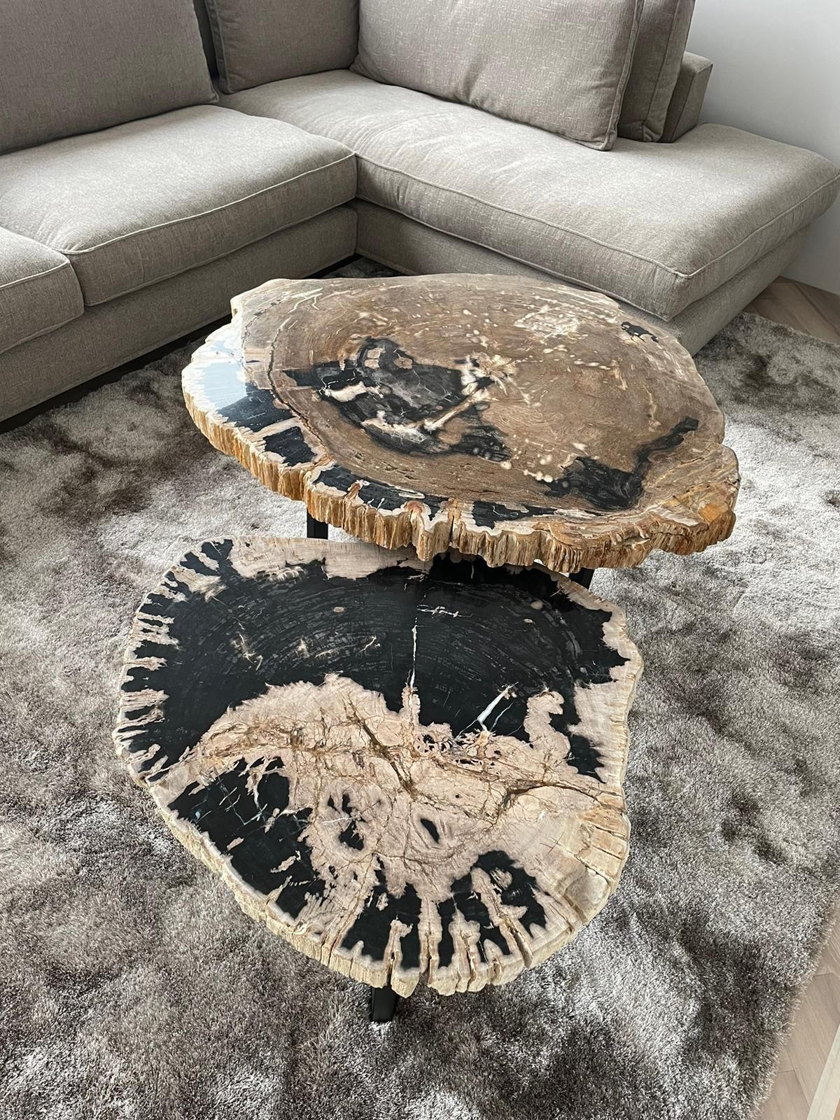 Tutta la collezione di legno pietrificato - Esotika