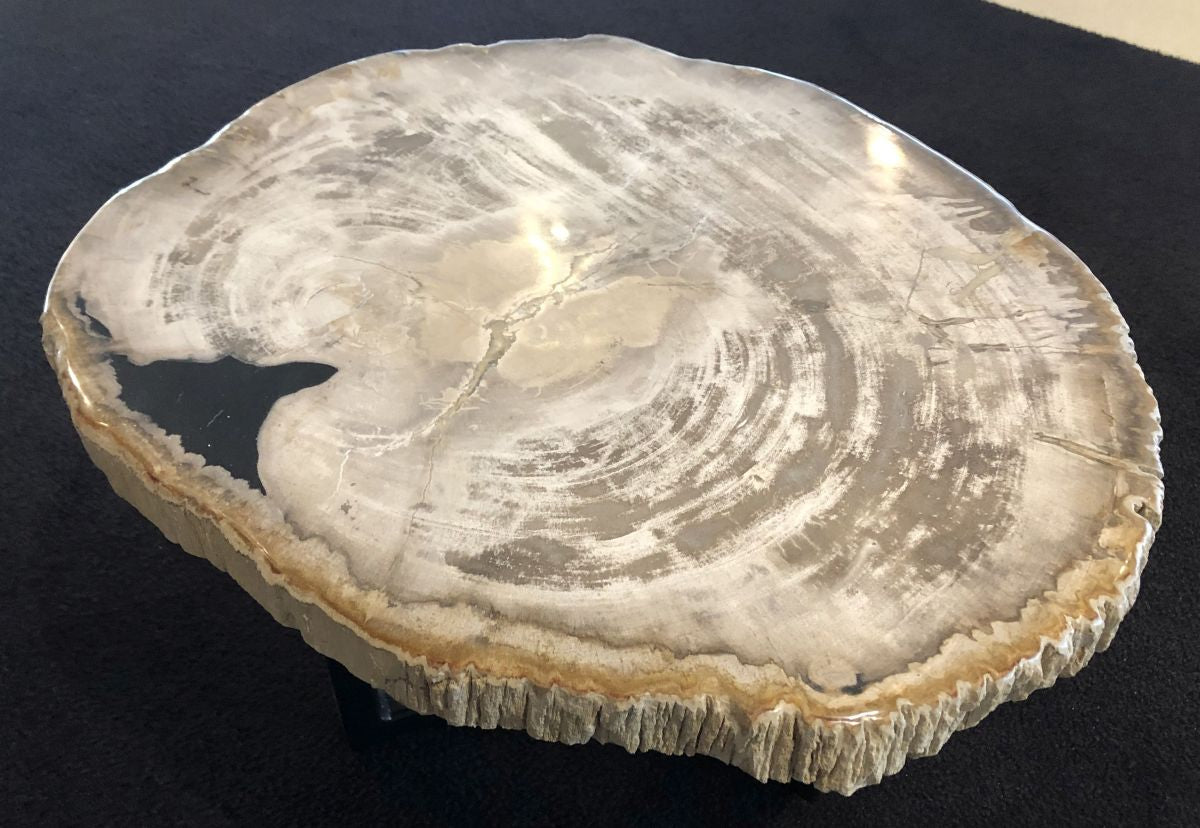 Lastra per tavolino in legno fossile -31166