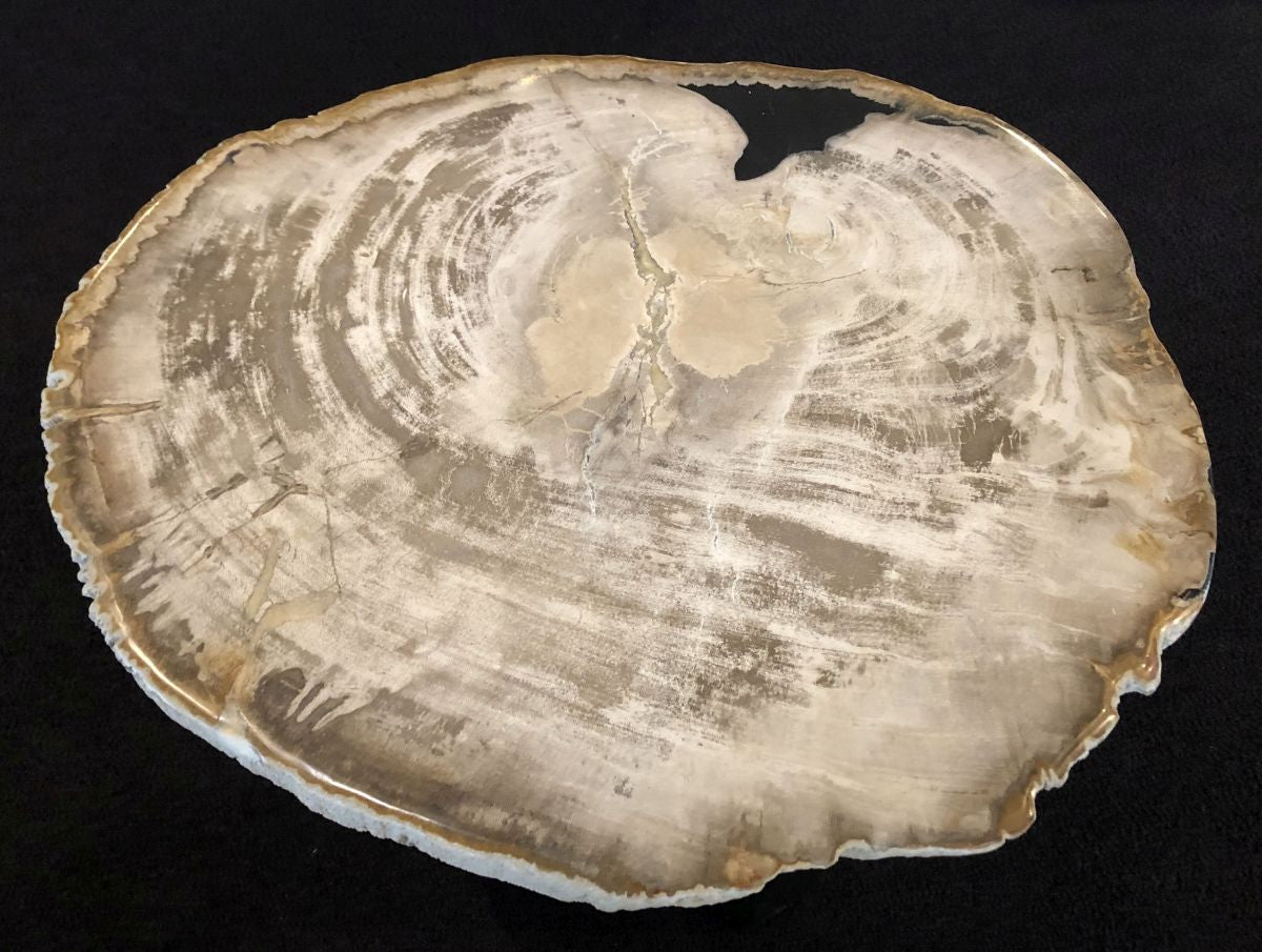 Lastra per tavolino in legno fossile -31166