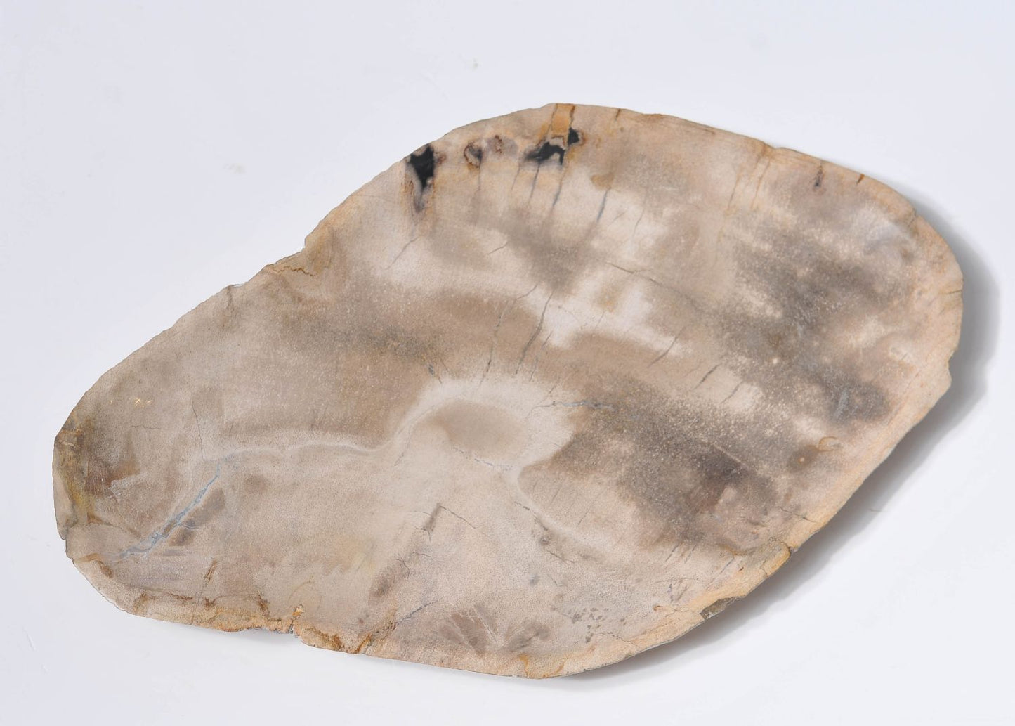 Piatto in legno fossile - 33004c