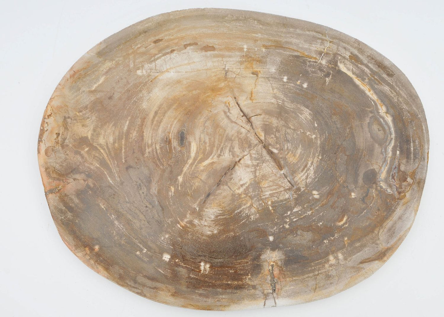 Piatto in legno fossile - 40039e