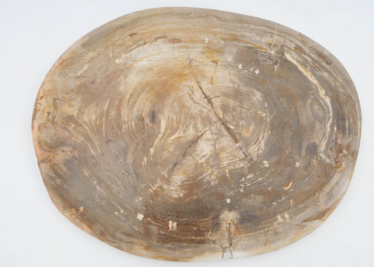 Piatto in legno fossile - 40039e