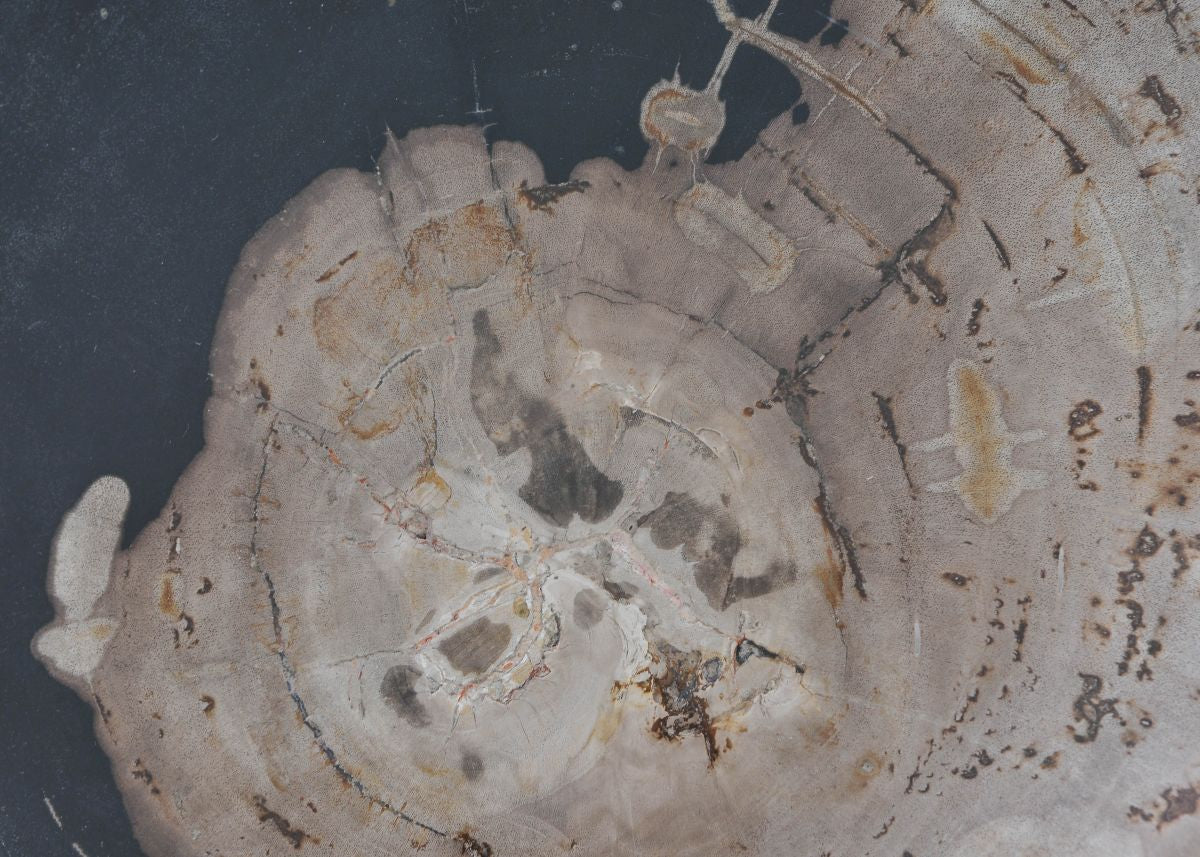 Piatto in legno fossile - 41176