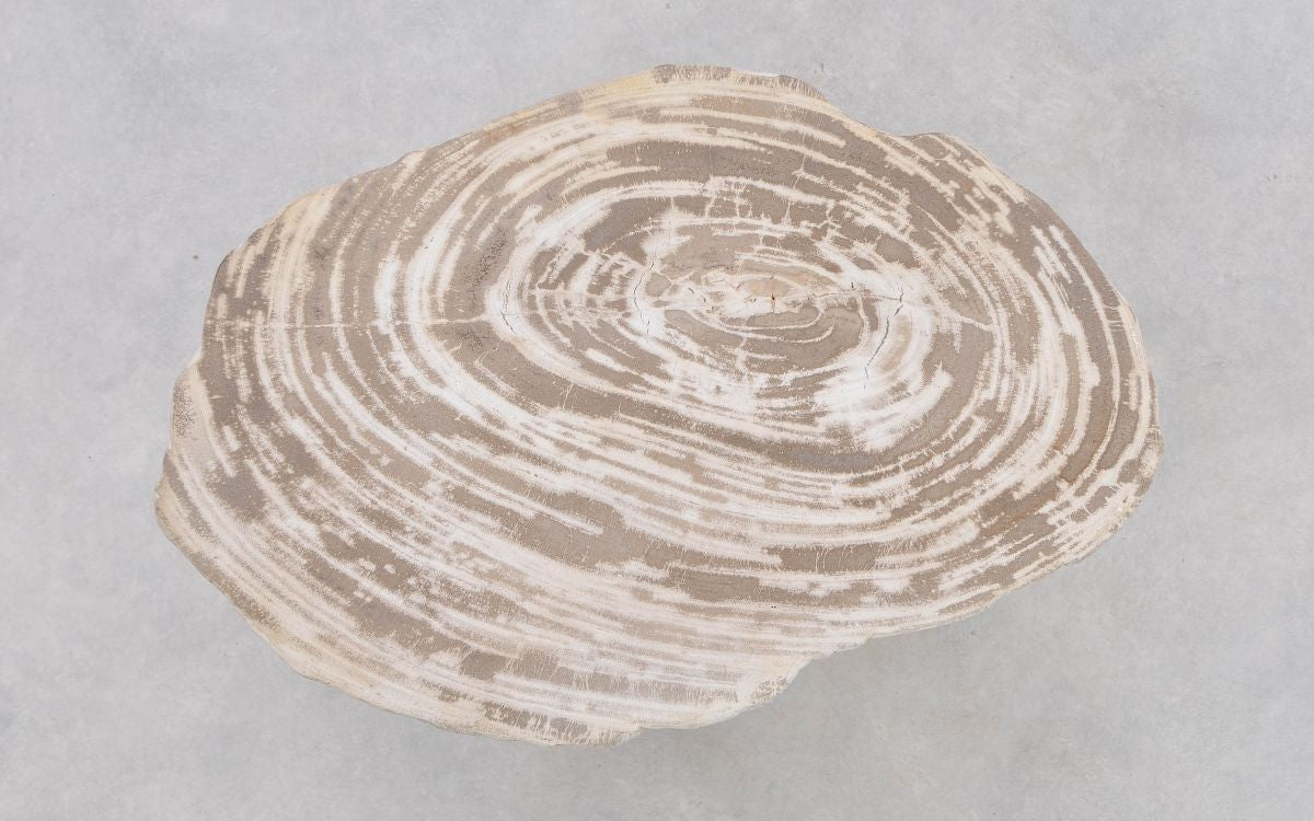 Lastra per tavolino in legno fossile - 42282h