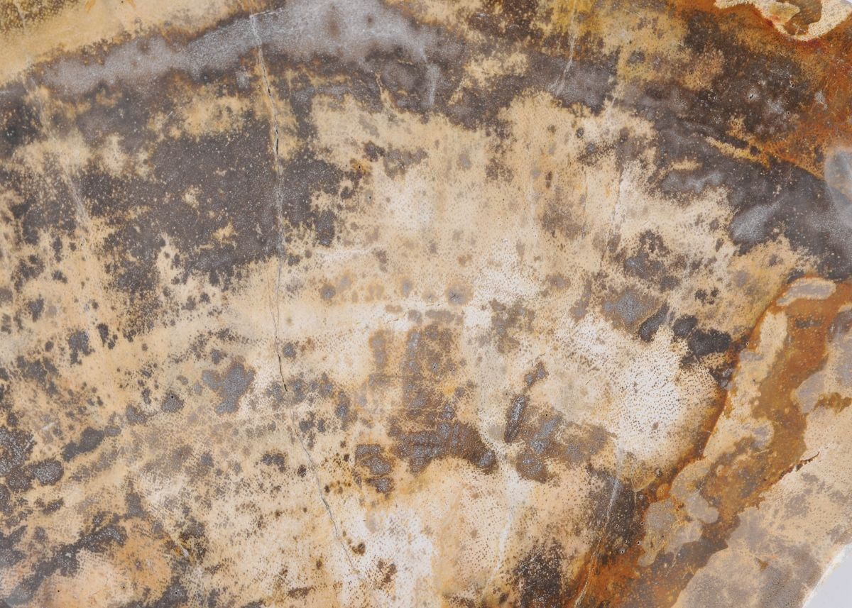 Ciotola in legno pietrificato - 43068 E