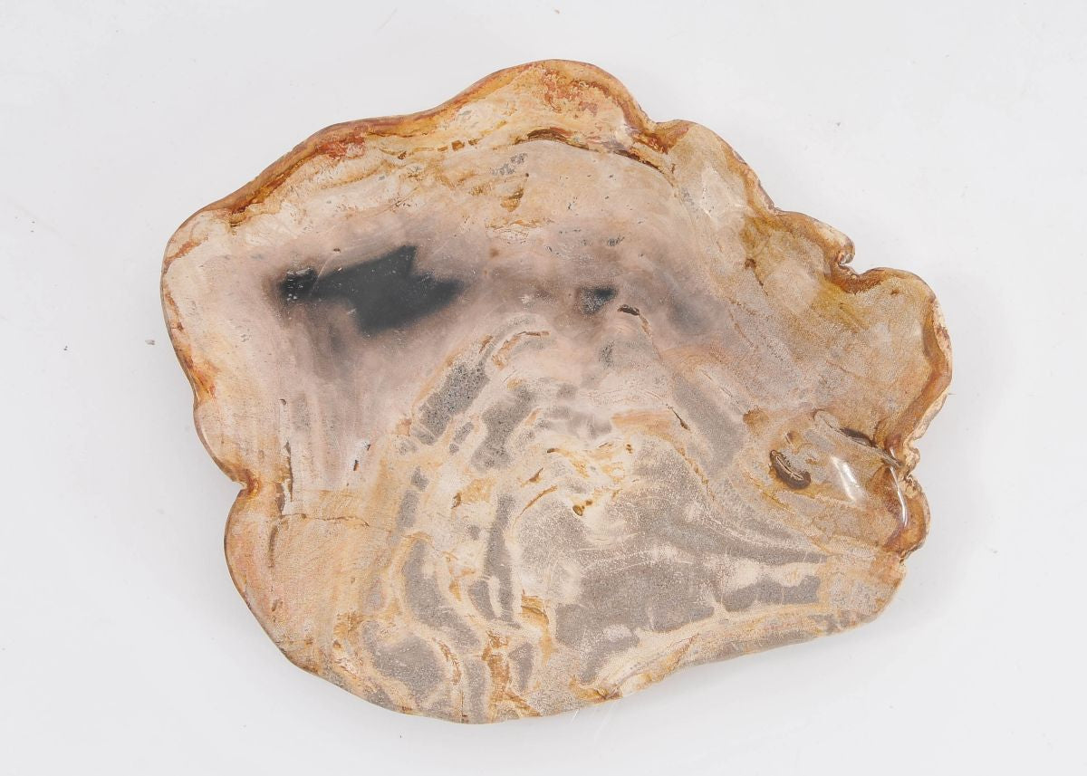 Piatto in legno fossile - 43068h