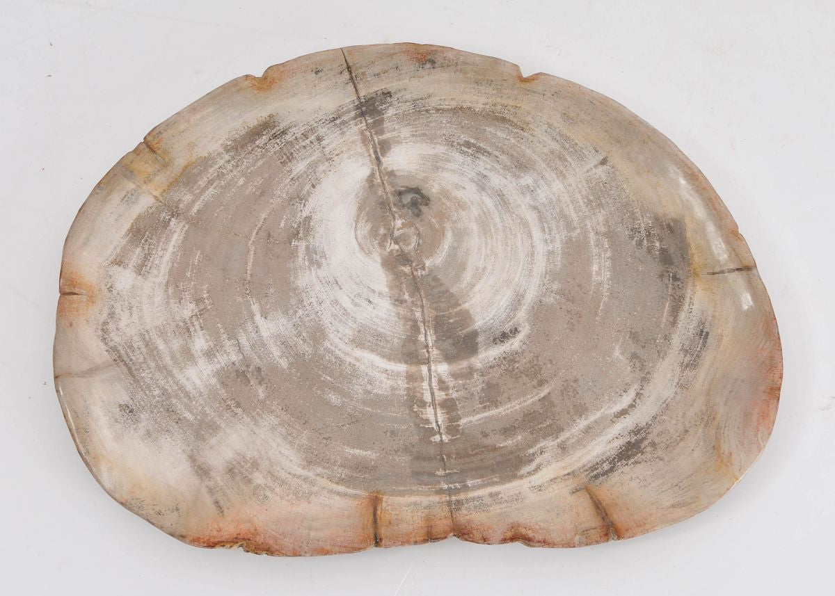 Piatto in legno fossile - 43077b