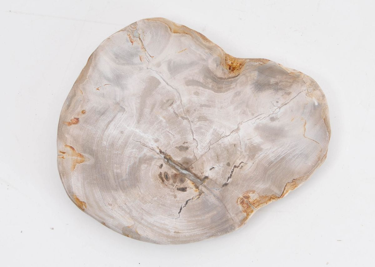 Piatto in legno fossile - 43125i