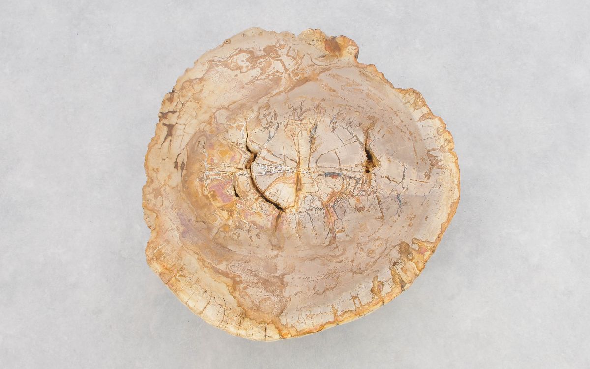 Lastra per tavolino in legno fossile - 43244