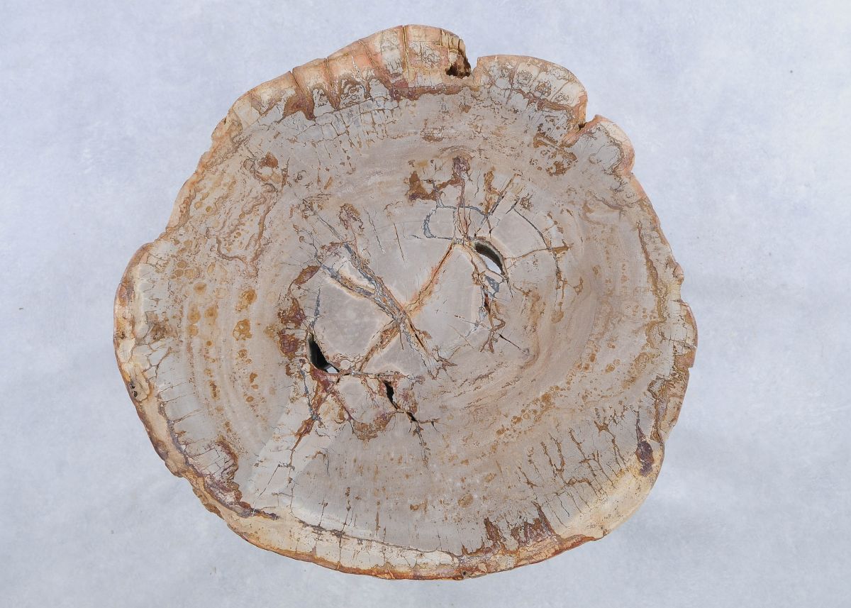 Lastra per tavolino in legno fossile - 44135