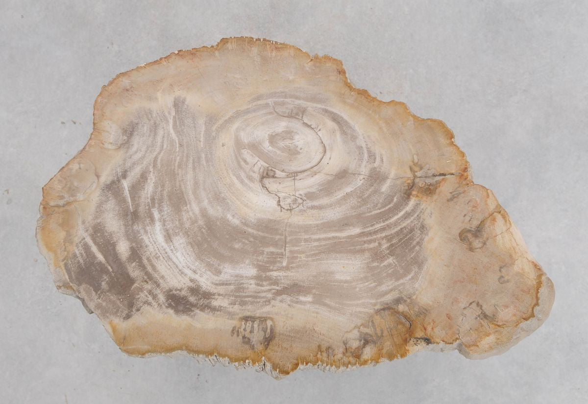 Lastra per tavolino in legno fossile - 48249