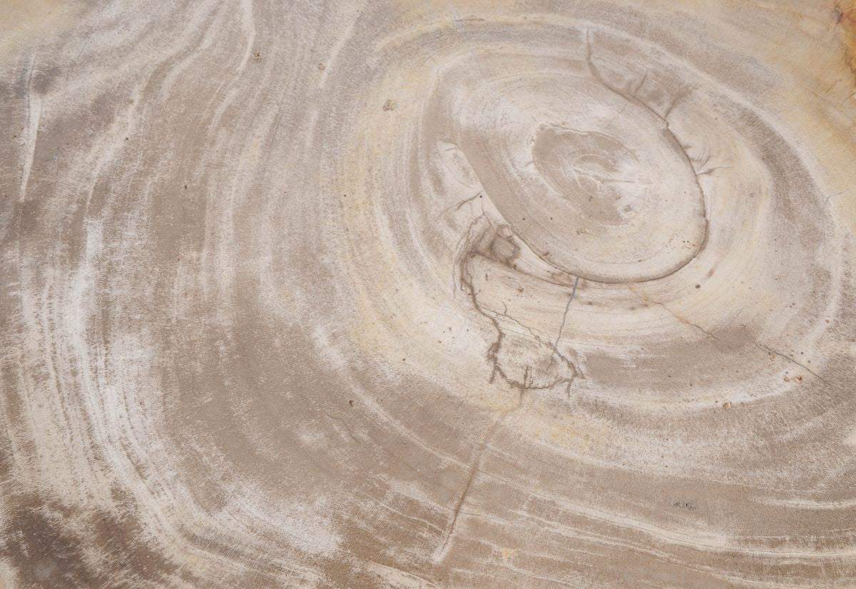 Lastra per tavolino in legno fossile - 48249