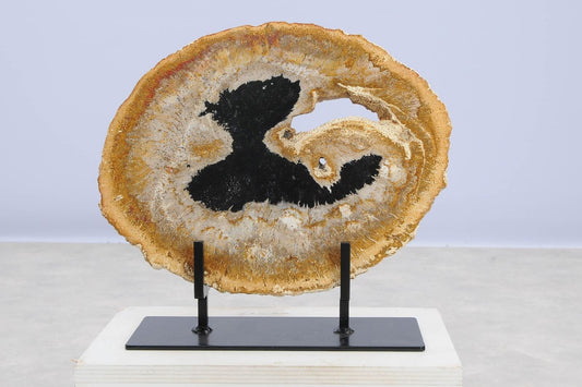 Lastra per tavolino in legno fossile - 48336