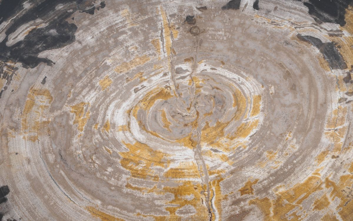 Lastra per tavolino in legno fossile - 49353i