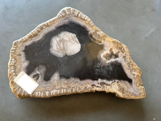 Lastra per tavolino in legno fossile - 50003-2