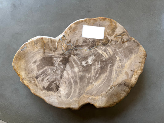 Lastra per tavolino in legno fossile - 50003-3