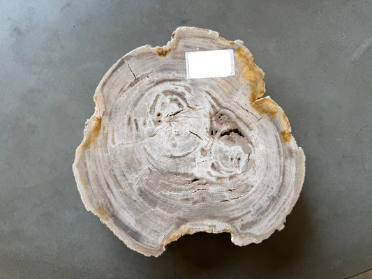 Lastra per tavolino in legno fossile - 50003-4