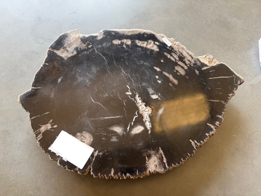 Lastra per tavolino in legno fossile - 50003-5