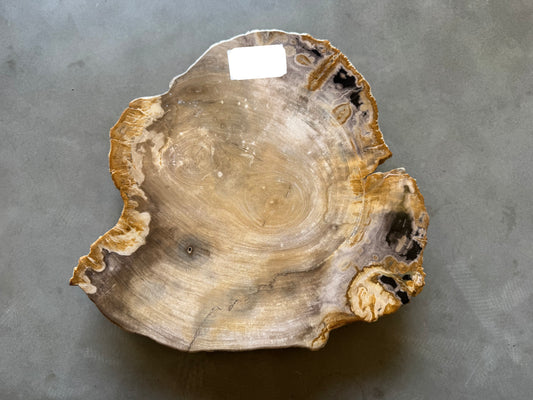 Lastra per tavolino in legno fossile - 50003-7