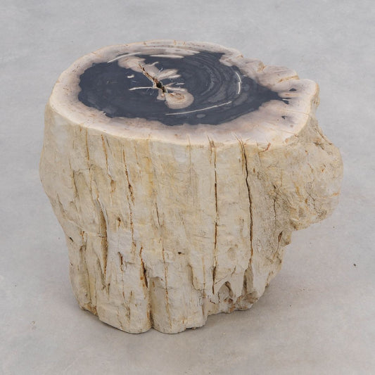 Tavolino tronco in legno pietrificato - 50028