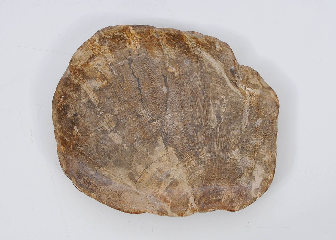 Ciotola in legno pietrificato - 51105